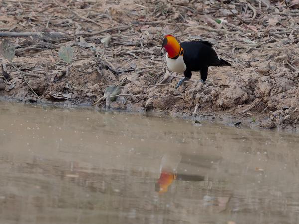 Reuzentoekan (Ramphastos toco)